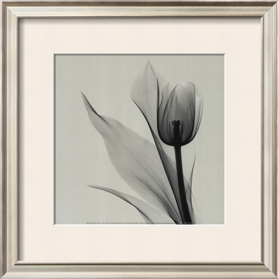 Buy Tulip at AllPosters.com
