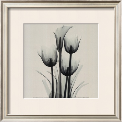 Buy Tulips and Arum Lily at AllPosters.com