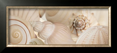 Buy Shells I at AllPosters.com