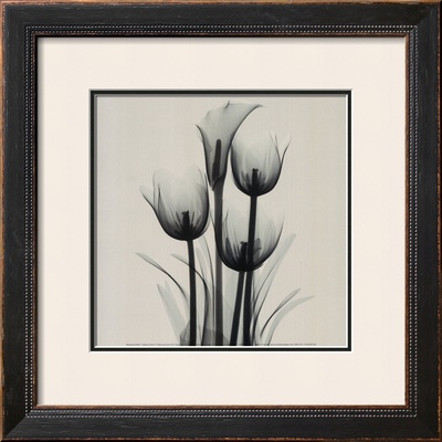 Buy Tulips and Arum Lily at AllPosters.com