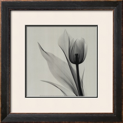 Buy Tulip at AllPosters.com