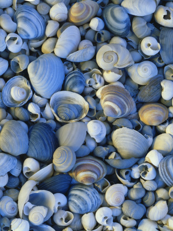 Shells of Freshwater Snails and Clams on Shore of Bear Lake, Utah, USA