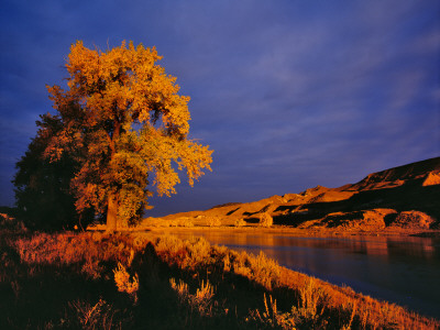 Large Cottonwood Catches Morning Light on the Missouri River, Montana, USA