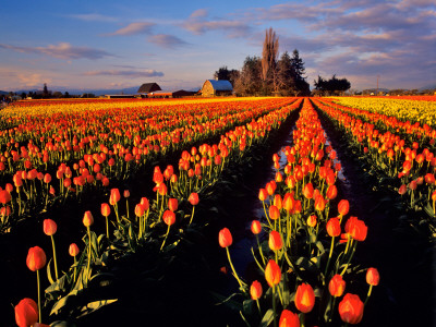 Commercial Tulip Field in the Skagit Valley, Washington, USA