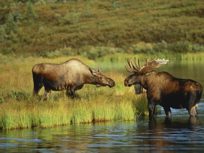 Moose Standing by Wonder Lake, Denali National Park, Alaska, USA
