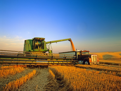 Farmer Unloading Wheat from Combine Near Colfax, Washington, USA