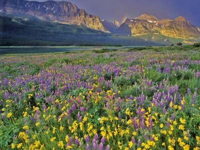 Meadow of Wildflowers in the Many Glacier Valley of Glacier National Park, Montana, USA Posters