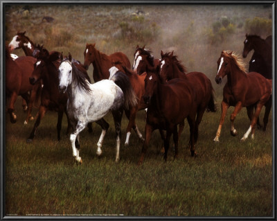 Wild Horses