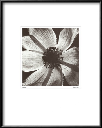 Buy Anemone I at AllPosters.com