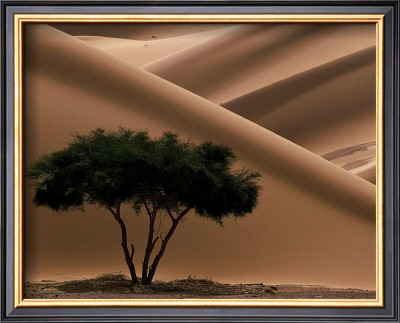 Buy Acacia at AllPosters.com