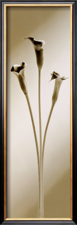 Buy Calla at AllPosters.com