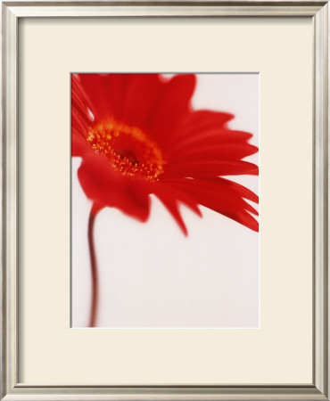 Buy Gerbera, Bright Red on White (detail) at AllPosters.com