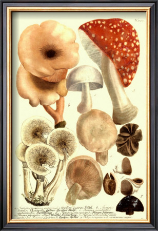 Mushrooms I