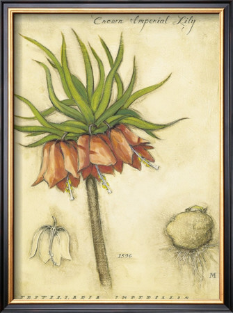 Crown Imperial Lily Framed Art Print