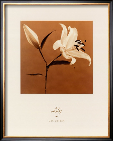 Buy Lily at AllPosters.com
