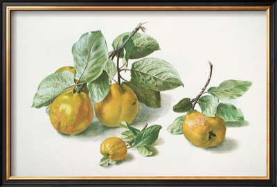 Quinces