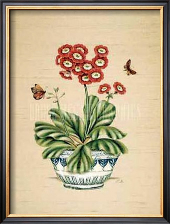 Auricula Whimsy