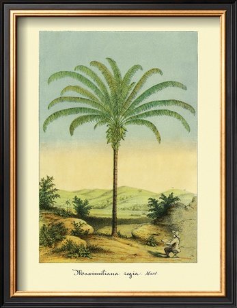 Maximiliana Palm
