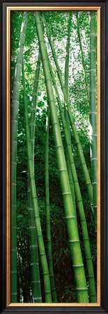 Vertical Zen
