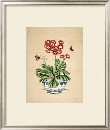 Auricula Whimsy