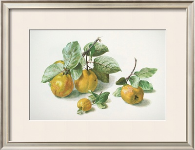 Quinces