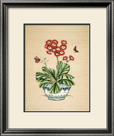 Auricula Whimsy