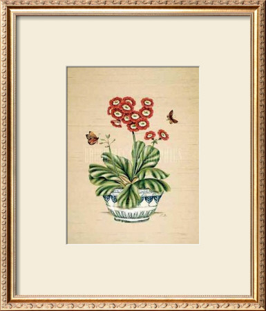 Auricula Whimsy
