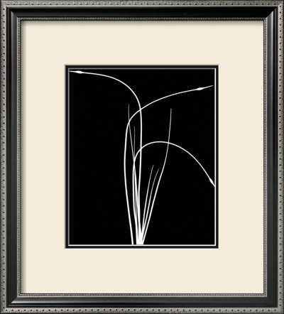 Wild Grasses II