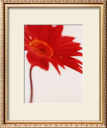 Buy Gerbera, Bright Red on White (detail) at AllPosters.com