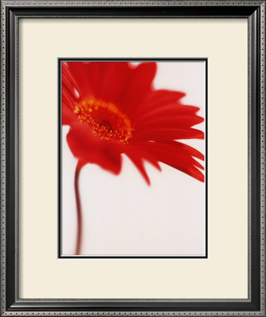 Buy Gerbera, Bright Red on White (detail) at AllPosters.com