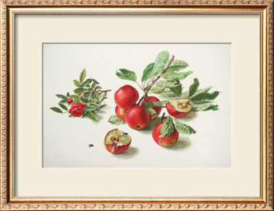 Apples and a Rose