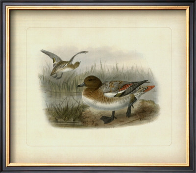 Redcrested Pochard