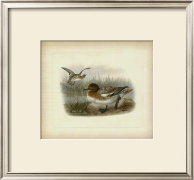 Redcrested Pochard