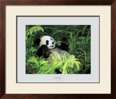 Giant Panda, Szechwan Province, China
