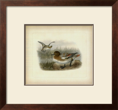 Redcrested Pochard