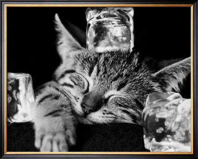 Buy Kool Kat II at AllPosters.com