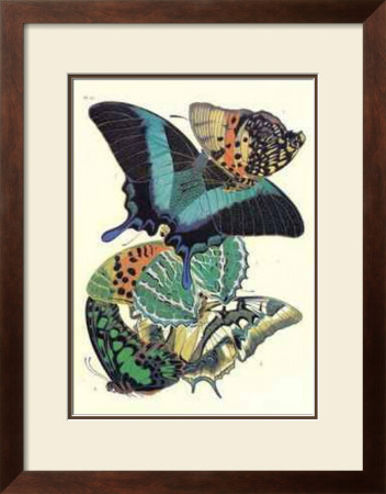 Butterflies III