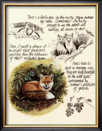 Fox Study