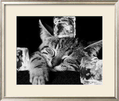 Buy Kool Kat II at AllPosters.com