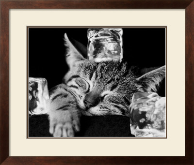 Buy Kool Kat II at AllPosters.com