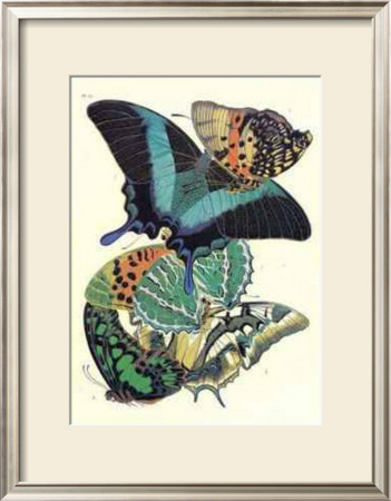 Butterflies III