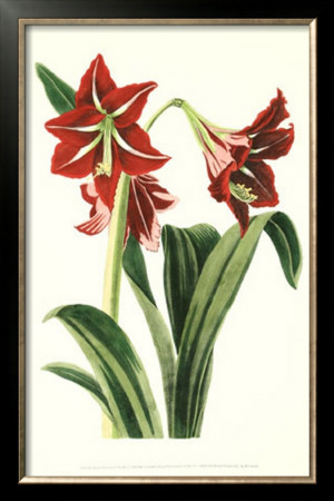 Royal Botanical Study I
