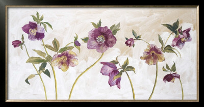 Helebores