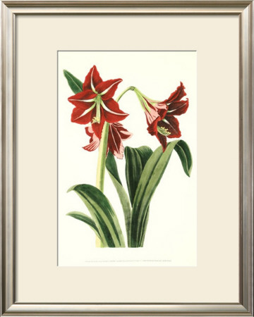 Royal Botanical Study I