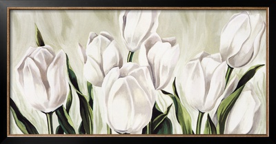 Tulipani Bianchi