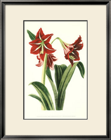 Royal Botanical Study I