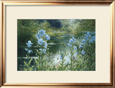 Blue Poppies
