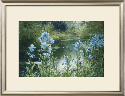 Blue Poppies