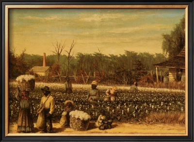 Picking Cotton