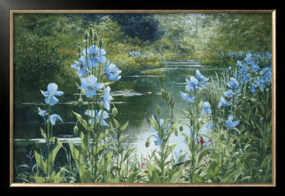 Blue Poppies